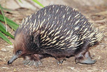 photo of an adult echina walking