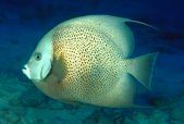 photo of a swimming tropical fish