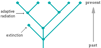 illustration of evolution resulting from adaptive radiation