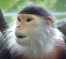 photo of an inquisitive face on a douc langur