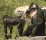 photo of an adult female and an adult male mandrill next to each other--the male is significantly larger