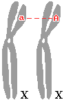 drawing of X-linkage in women