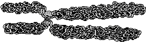 drawing of a doubled human chromosome