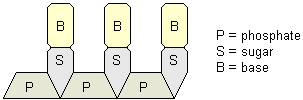 drawing of a generalized codon illustrating the sugar-phosphate-base chemical bond