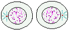 drawing of the return to interphase stage after mitosis is complete--new identical cells separate and again enter interphase