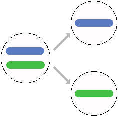 drawing of homologous chromosomes separating in the production of sex cells