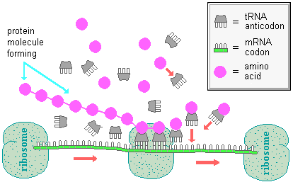 drawing of protein synthesis at the ribosomes initiated by mRNA momentarily bonding with tRNA