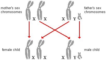 drawing of sex chromosome inheritance patterns for male and female children