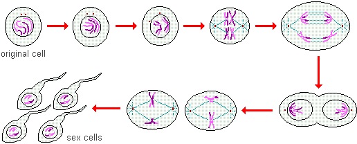 drawings of the 8 phases of spermatogenesis