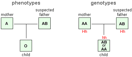 schematic drawings of phenotypes and genotypes of an ABO Bombay inheritance pattern