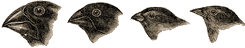 drawings showing heads of four of the Darwin finch species highlighting the differences in their beaks