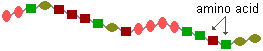 schematic drawing of a section of a protein molecule showing amino acid components