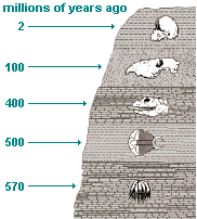 illustration of geological strata containing an evolutionary sequence of fossils from 570 to 2 million years ago