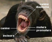 photo of a chimpanzee with its mouth open showing different kinds of teeth (canines, incisors, premolars, and molars)