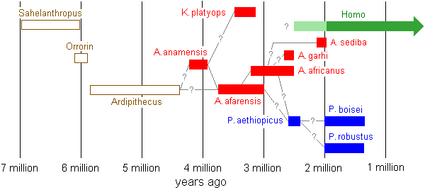 Family tree of early hominids and early humans