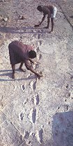 photo of the Laetoli footprints