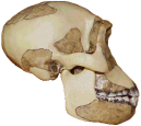 photo of a Homo habilis skull (side view)