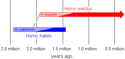 Family tree of early humans