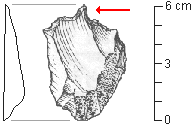 drawing of a Mousterian awl