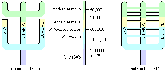 graphic illustrations of the replacement and the regional continuity models