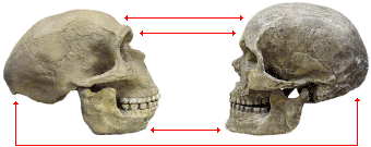 photo of a Neandertal and a modern human skull shown together for comparison with differences in foreheads, brow ridges, and chins highlihgted