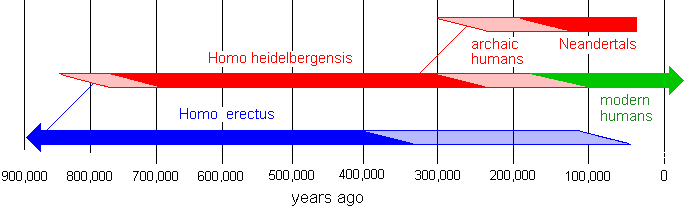 family tree of archaic and modern humans