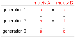 Diagram of Australian 4-class system showing culturally specified marriage partners and class identity of children determined by their father's identity