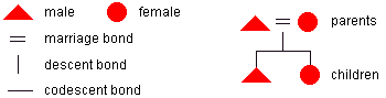 Kinship diagram symbols--triangles for males, circles for females, equal signs for marriage bonds, vertical lines for descent bonds, and horizontal lines for codescent bonds