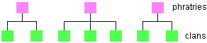 Diagram of phratries and their relationship to clans