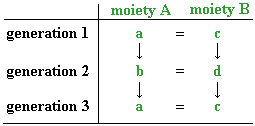 Kinship diagram illustrating the Australian 4-class system