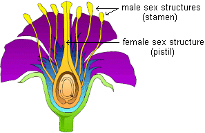 drawing of a flower cross-section showing both male and female sexual structures