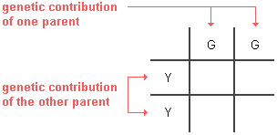 Punnett square with the genotype of one parent on the top with one letter in each square and the genotype of the other parent on the left side with one letter in each square