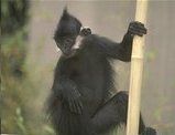 picture of a Francois langur