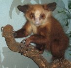 photo of an aye-aye