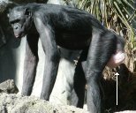 photo of a prominent sexual skin on an adult female bonobo