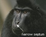 photo of a catarrhine nose (Celebes black macaque)