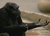 photo of a chimpanzee with an outstretched hand