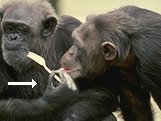 photo of a chimpanzee using a precision grip to hold a fork