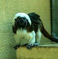 photo of a cotton-top tamarin