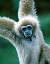 photo of a gibbon brachiating