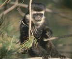 picture of a juvenile colobus