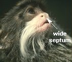 photo of a platyrrhine nose (emperor tamarin)