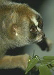 photo of a slow loris