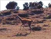 Photo of a guanaco