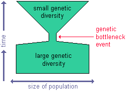 diagram of the bottleneck effect