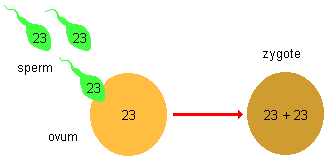 drawing of sperm and ovum combining their chromosomes in a new zygote