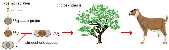 drawings illustrating the natural production of carbon-14 and its entrance into the food chain from the atmosphere to green growing plants and ultimately to animals that eat them