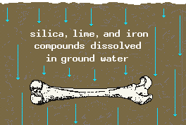 drawing of the progressive mineralization of a bone buried in the ground