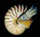 live nautilus