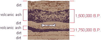 drawing illustrating the dating of volcanic ash stata above and below a bone sample to determine a minimum and a maximum age for the bone